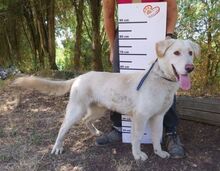 BUBIK, Hund, Labrador-Mix in Slowakische Republik - Bild 12