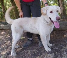 BUBIK, Hund, Labrador-Mix in Slowakische Republik - Bild 2