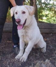 BUBIK, Hund, Labrador-Mix in Slowakische Republik - Bild 3