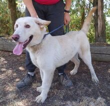 BUBIK, Hund, Labrador-Mix in Slowakische Republik - Bild 4