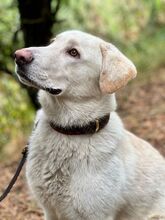 BUBIK, Hund, Labrador-Mix in Slowakische Republik - Bild 6