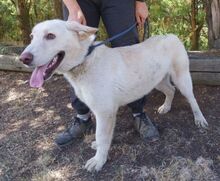 BUBIK, Hund, Labrador-Mix in Slowakische Republik - Bild 9