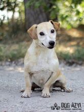 MYRON, Hund, Mischlingshund in Slowakische Republik - Bild 1