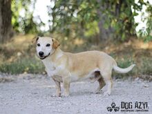 MYRON, Hund, Mischlingshund in Slowakische Republik - Bild 10