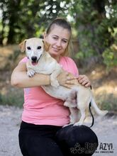 MYRON, Hund, Mischlingshund in Slowakische Republik - Bild 13