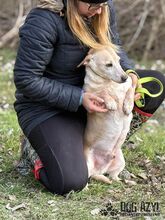 MYRON, Hund, Mischlingshund in Slowakische Republik - Bild 16