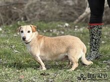 MYRON, Hund, Mischlingshund in Slowakische Republik - Bild 17