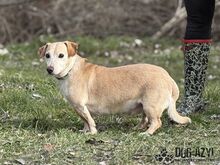 MYRON, Hund, Mischlingshund in Slowakische Republik - Bild 18