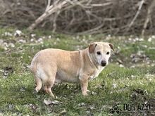 MYRON, Hund, Mischlingshund in Slowakische Republik - Bild 19