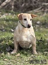 MYRON, Hund, Mischlingshund in Slowakische Republik - Bild 20