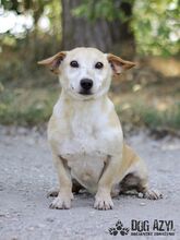 MYRON, Hund, Mischlingshund in Slowakische Republik - Bild 3