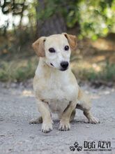 MYRON, Hund, Mischlingshund in Slowakische Republik - Bild 5