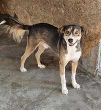 CIELO, Hund, Mischlingshund in Rumänien