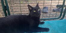 CAROLA, Katze, Europäisch Kurzhaar in Aachen - Bild 10