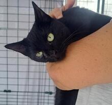 CAROLA, Katze, Europäisch Kurzhaar in Aachen - Bild 7