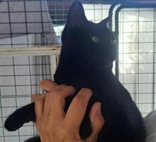 CAROLA, Katze, Europäisch Kurzhaar in Aachen - Bild 9