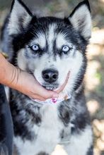 MAYA, Hund, Siberian Husky in Ungarn - Bild 1