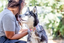 MAYA, Hund, Siberian Husky in Ungarn - Bild 2