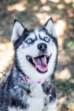 MAYA, Hund, Siberian Husky in Ungarn - Bild 3