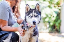 MAYA, Hund, Siberian Husky in Ungarn - Bild 4