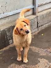 BENTLEY, Hund, Mischlingshund in Ungarn - Bild 1