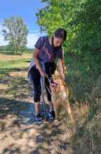 BENTLEY, Hund, Mischlingshund in Ungarn - Bild 12