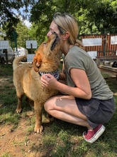 BENTLEY, Hund, Mischlingshund in Ungarn - Bild 14