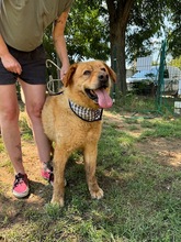 BENTLEY, Hund, Mischlingshund in Ungarn - Bild 15