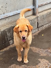 BENTLEY, Hund, Mischlingshund in Ungarn - Bild 2