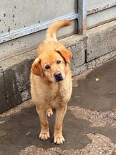 BENTLEY, Hund, Mischlingshund in Ungarn - Bild 25