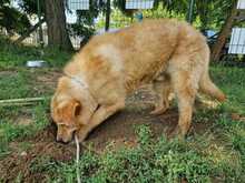 BENTLEY, Hund, Mischlingshund in Ungarn - Bild 4