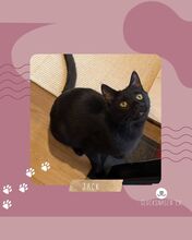 JACK, Katze, Europäisch Kurzhaar in München