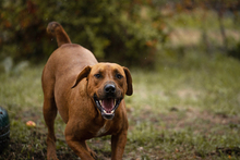 SOLO, Hund, Mischlingshund in Kroatien - Bild 1