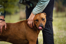 SOLO, Hund, Mischlingshund in Kroatien - Bild 2