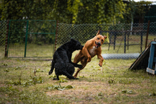 SOLO, Hund, Mischlingshund in Kroatien - Bild 4