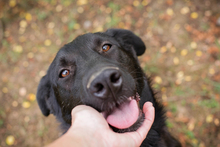 OLEANA, Hund, Mischlingshund in Kroatien - Bild 5