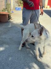 NIBU, Hund, Podenco-Mix in Spanien - Bild 1