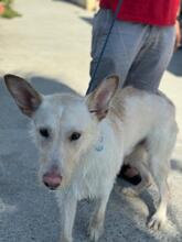 NIBU, Hund, Podenco-Mix in Spanien - Bild 2