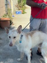 NIBU, Hund, Podenco-Mix in Spanien - Bild 4