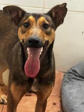 POGO, Hund, Deutscher Schäferhund-Podenco-Mix in Spanien - Bild 2