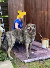 TONIA, Hund, Mischlingshund in Rheurdt - Bild 1