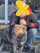 TONIA, Hund, Mischlingshund in Rheurdt - Bild 2