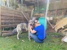 TONIA, Hund, Mischlingshund in Rheurdt - Bild 3