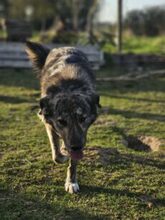 TONIA, Hund, Mischlingshund in Rheurdt - Bild 4