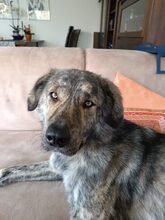 TONIA, Hund, Mischlingshund in Rheurdt - Bild 5