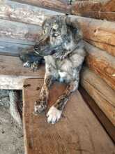 TONIA, Hund, Mischlingshund in Rheurdt - Bild 7