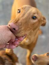 LEON, Hund, Podenco in Spanien - Bild 1