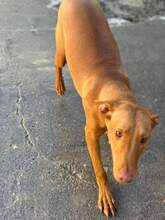 LEON, Hund, Podenco in Spanien - Bild 2