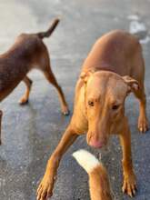 LEON, Hund, Podenco in Spanien - Bild 3