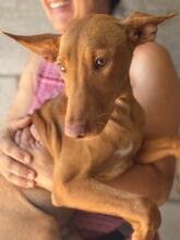 LEON, Hund, Podenco in Spanien - Bild 5